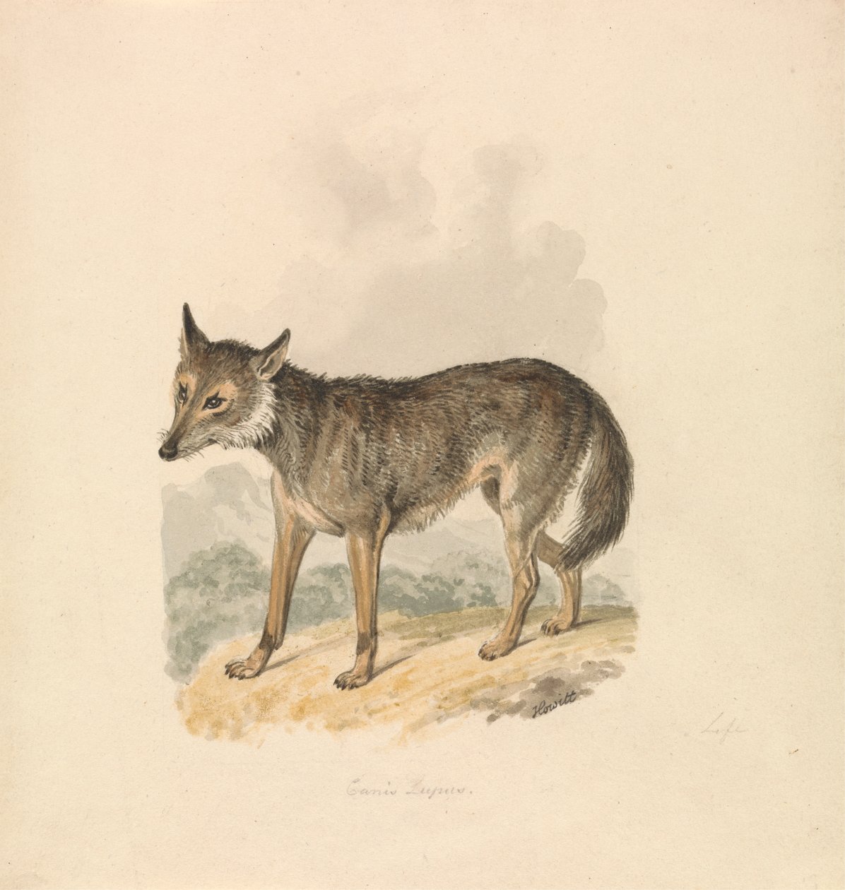 Canis Lupus, ou Loup gris - Samuel Howitt
