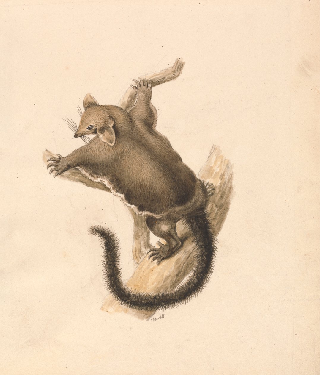 Écureuil volant - Samuel Howitt