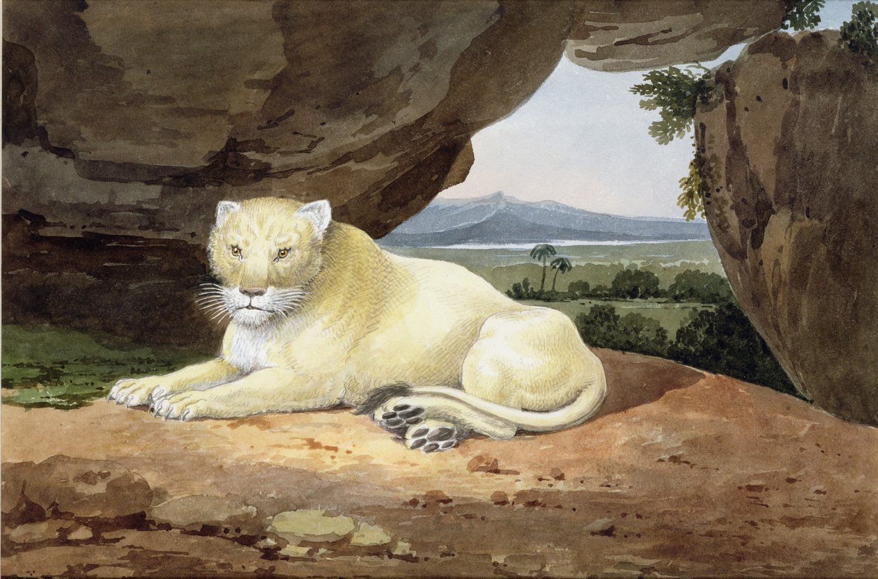 Lionne - Samuel Howitt