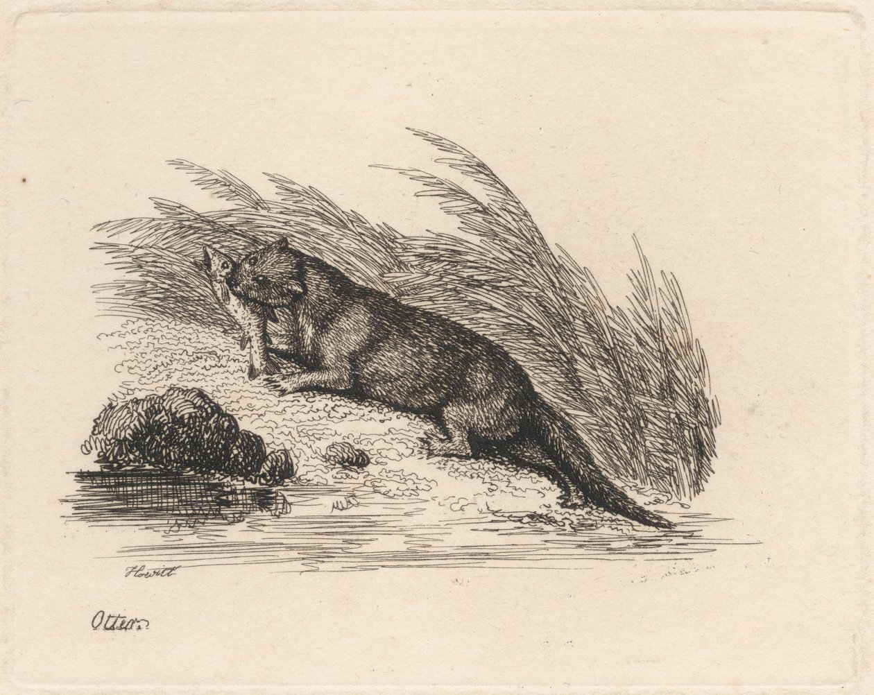 Loutre - Samuel Howitt