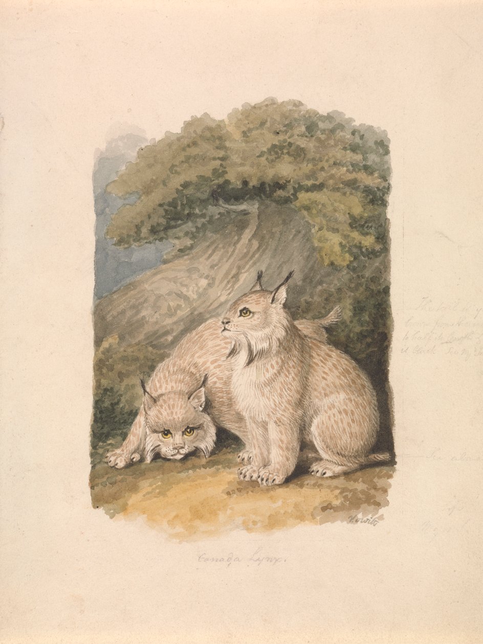 Le Lynx du Canada d