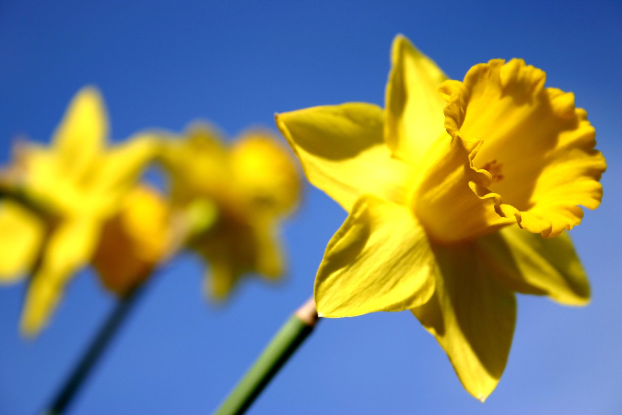 Ligne de jonquilles - Sarah OToole