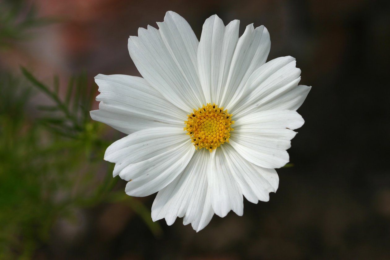 Cosmos de Garsington, 2009 - Sarah OToole