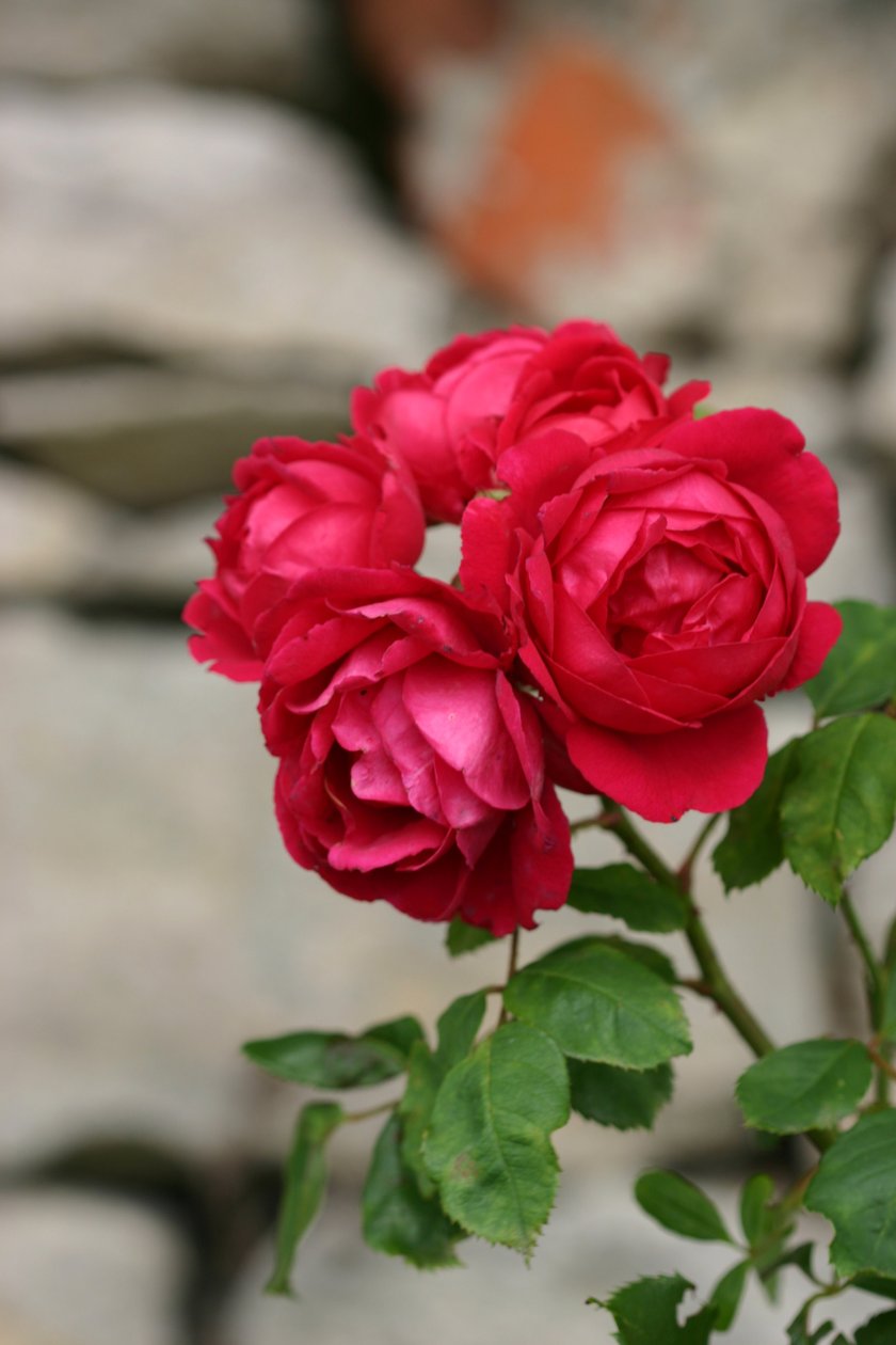 Rose de Garsington, 2009 - Sarah OToole