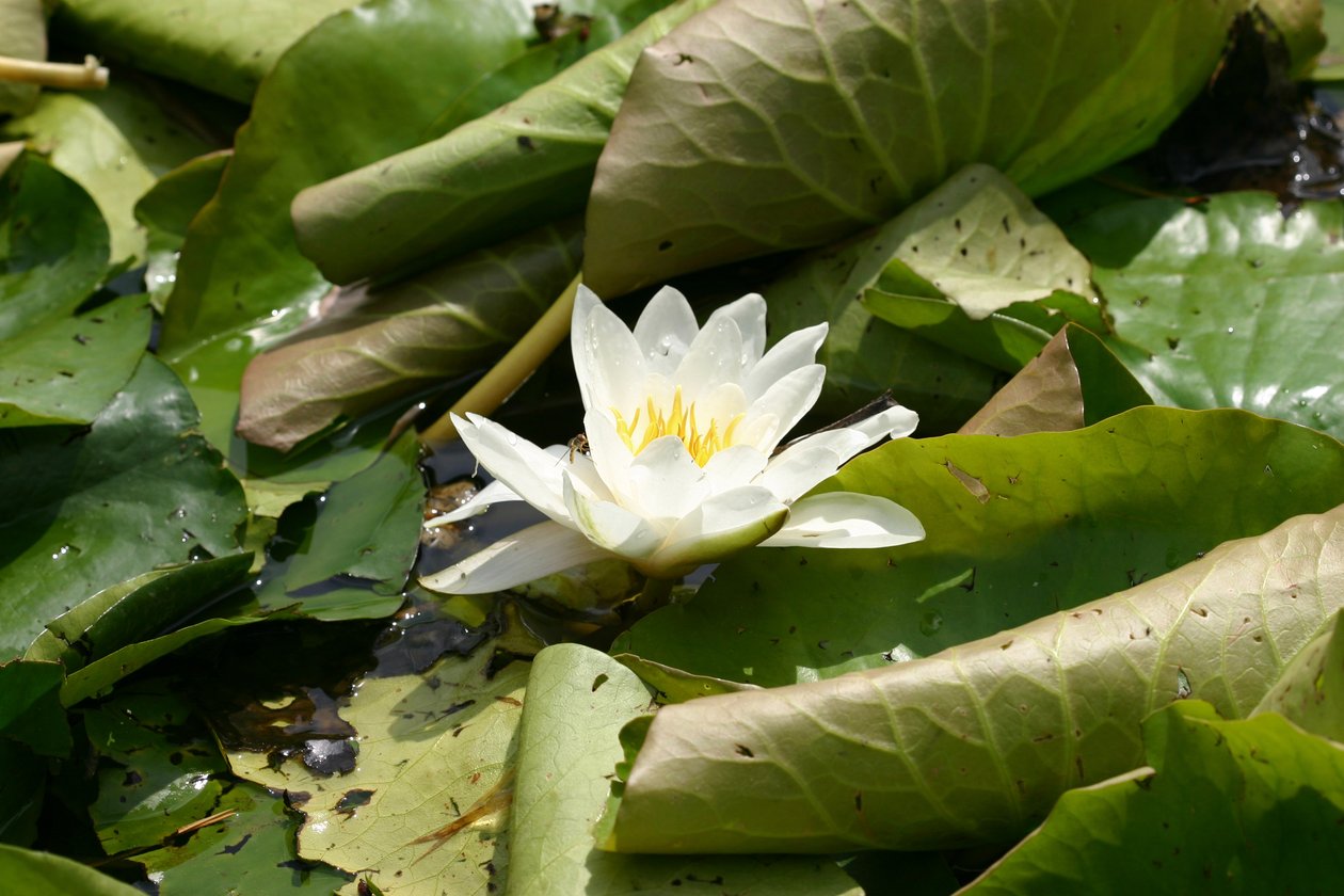 Nénuphar de Garsington, 2009 - Sarah OToole