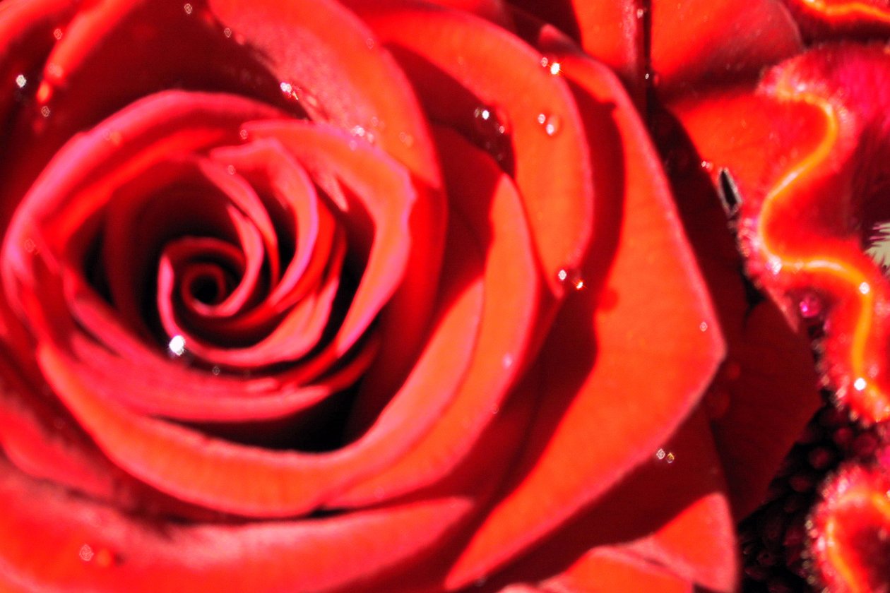 Saint-Valentin - Sarah OToole