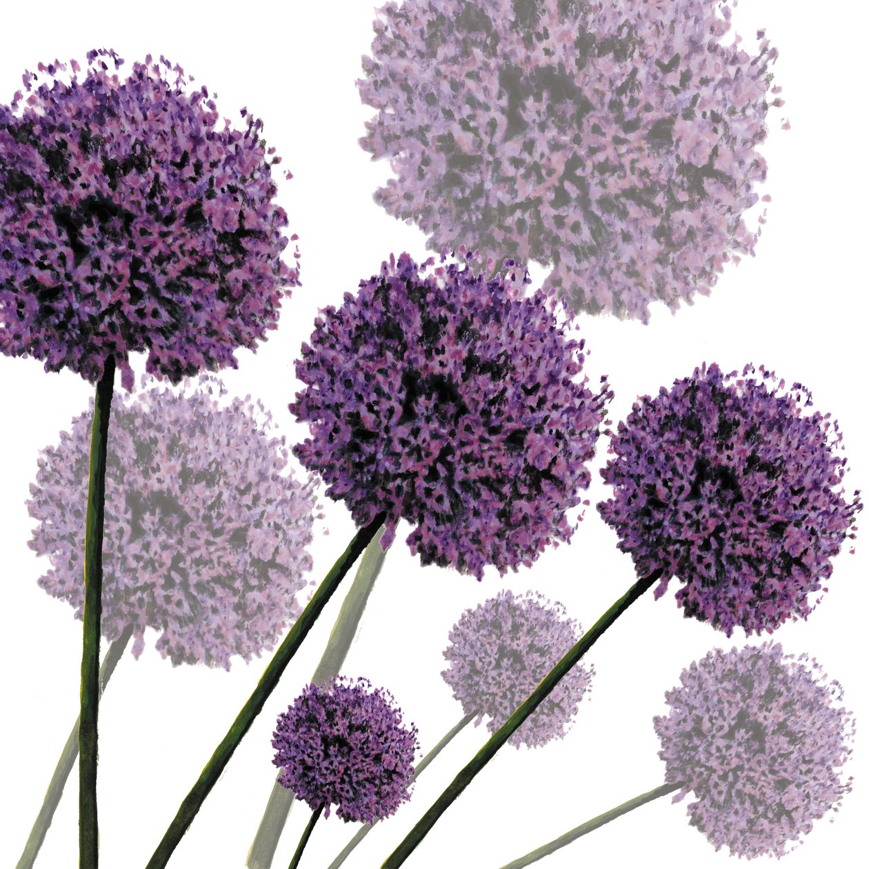 Allium Fernandez, 2004 - Sarah Hough