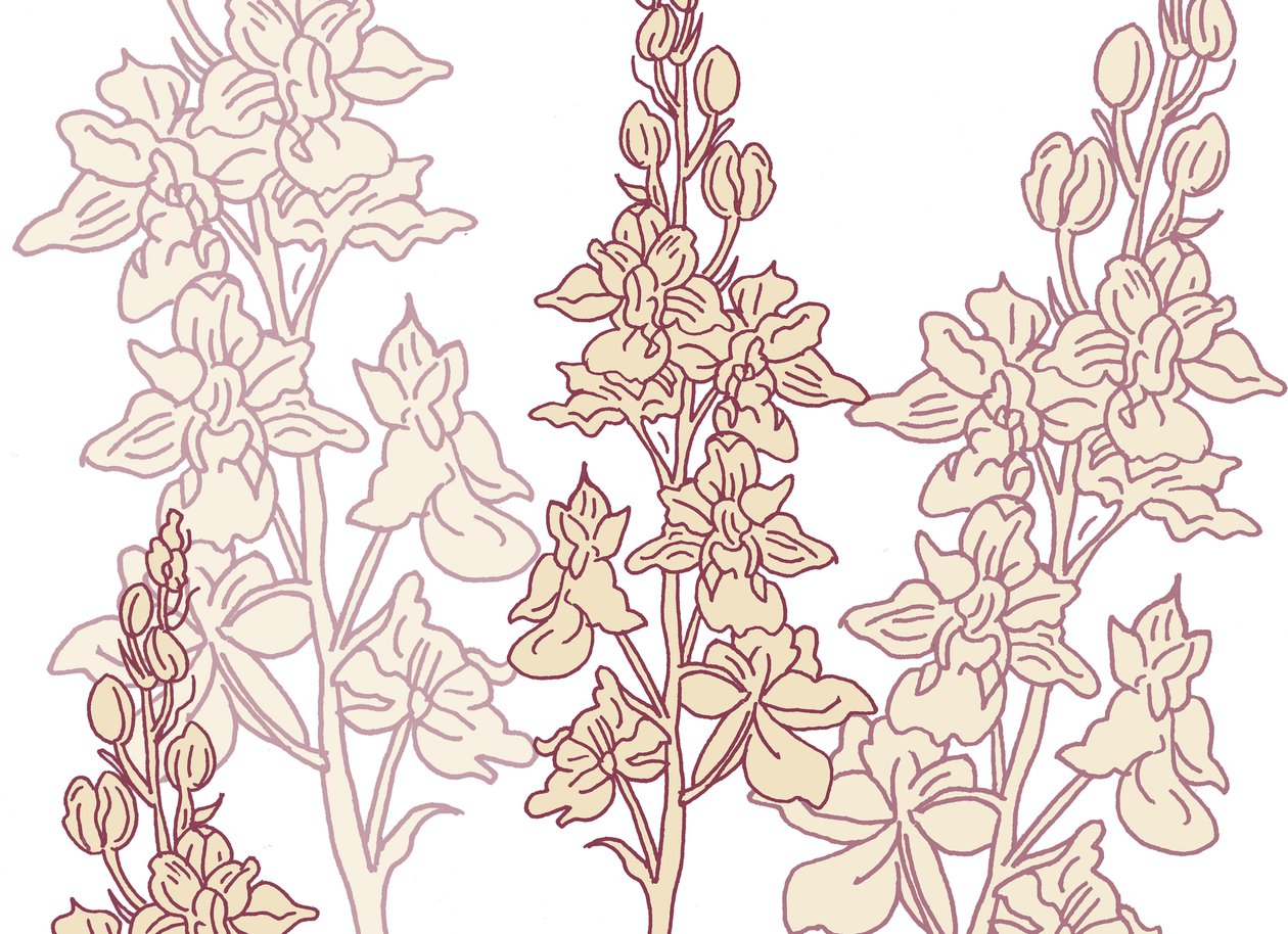 Orchidée - Sarah Hough
