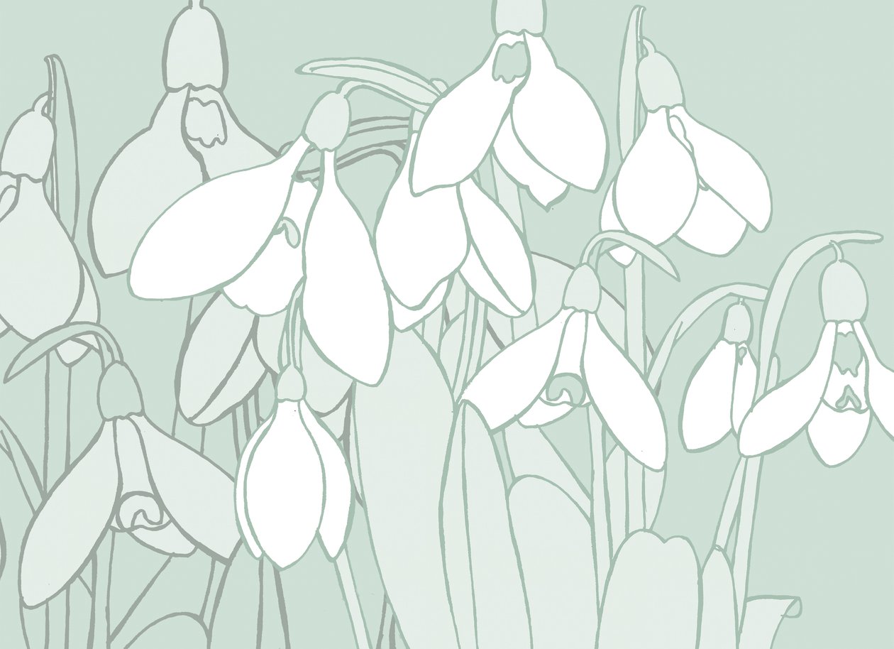 Perce-neige - Sarah Hough