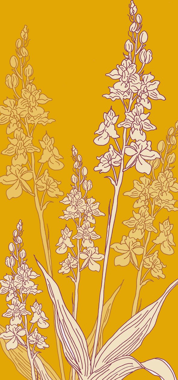 Orchidée araignée - Sarah Hough