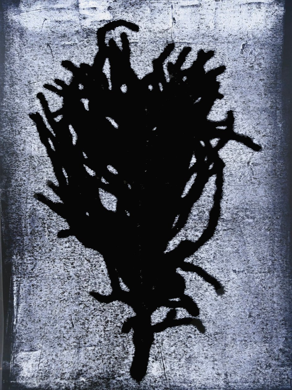 Fougère noire - Sarah Thompson Engels