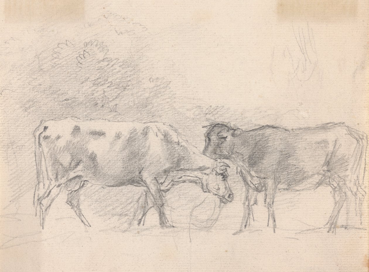 Deux vaches broutant - Sawrey Gilpin