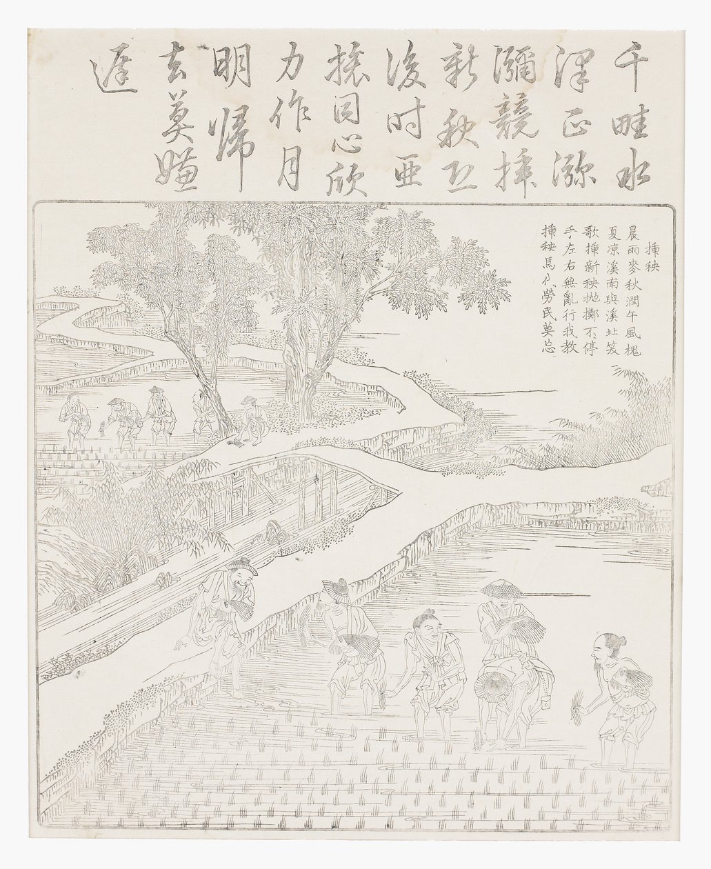 Planter le riz - School Chinese