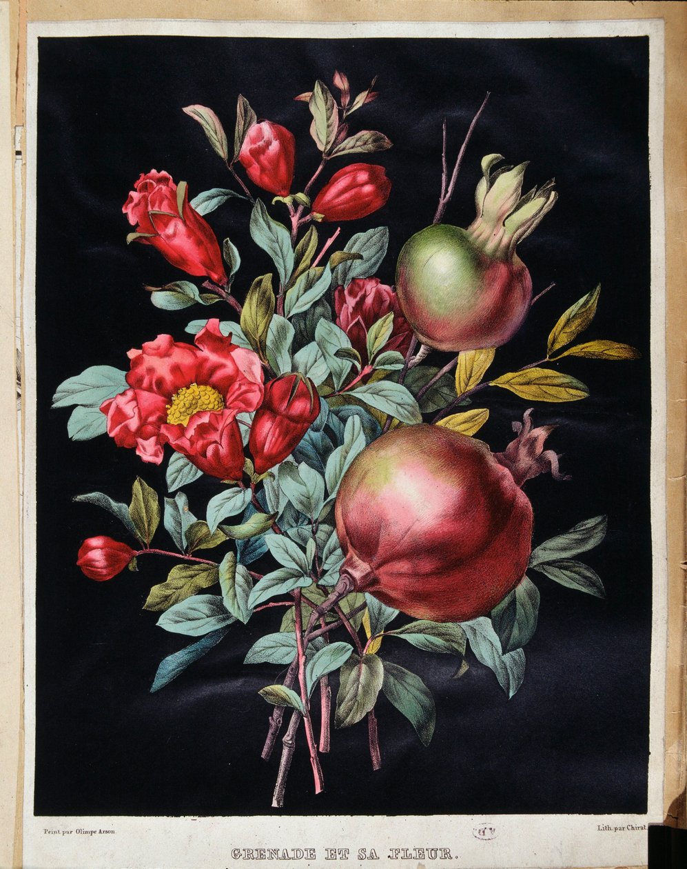 Grenade et sa fleur - planche botanique - School French