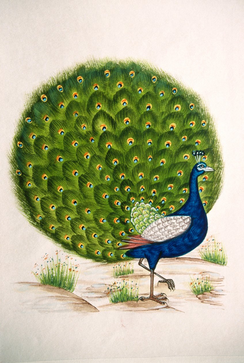 Peinture miniature sur soie, Paon - School Indian
