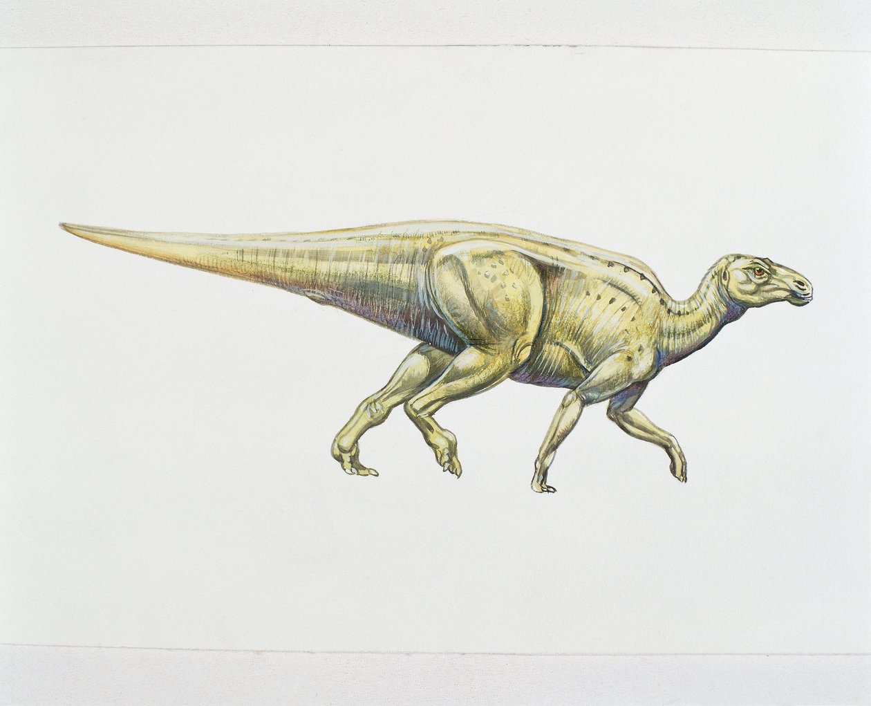 Hadrosauridé ou dinosaure à bec de canard - School Italian