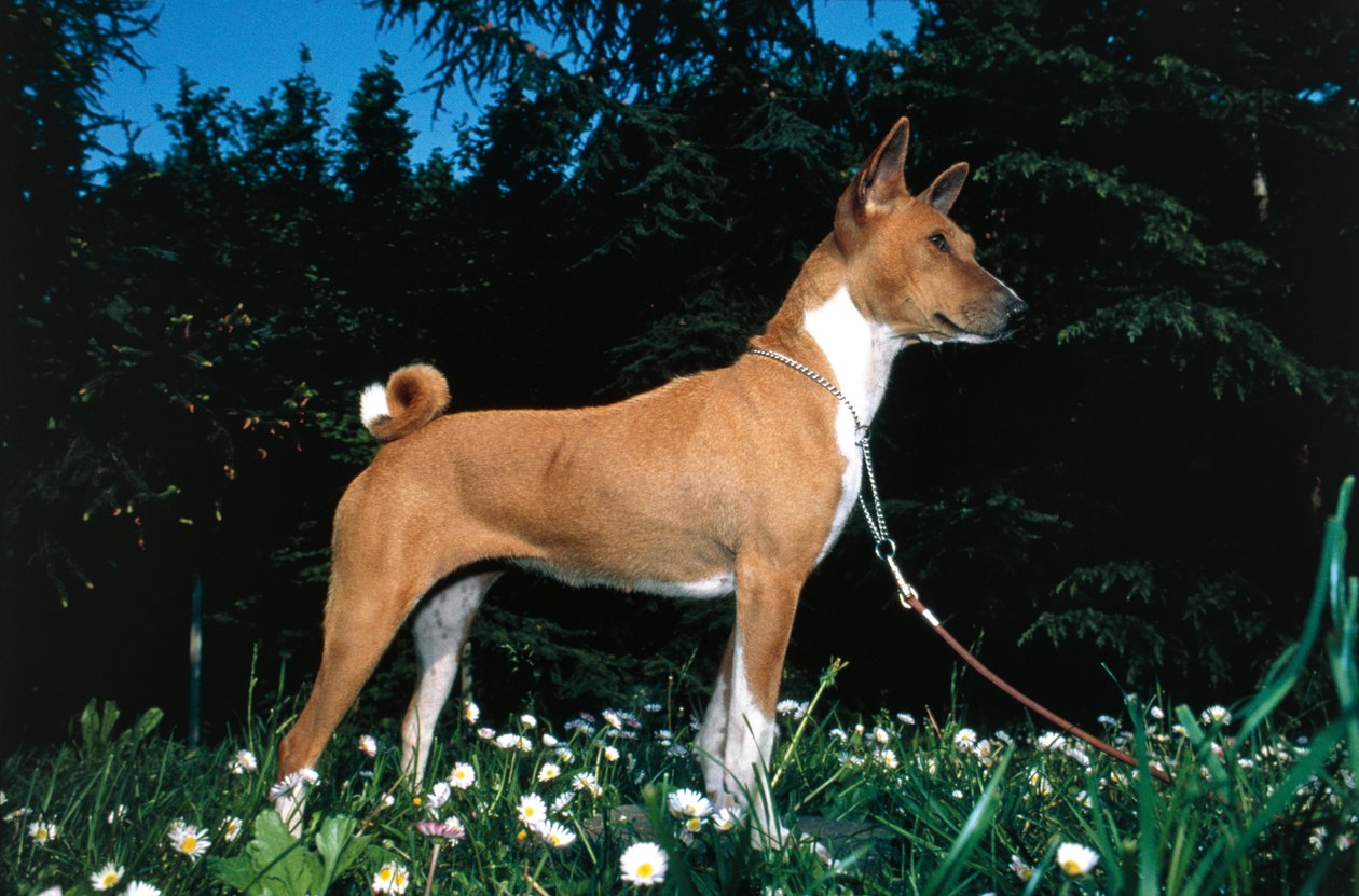 Chien Basenji (photo) - R. and Smith Simkin