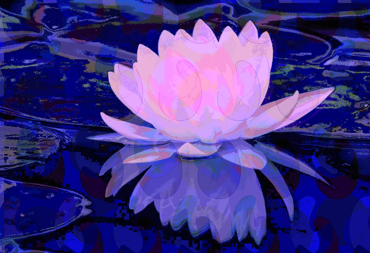 Nénuphar rose (numérique) - Scott J. Davis