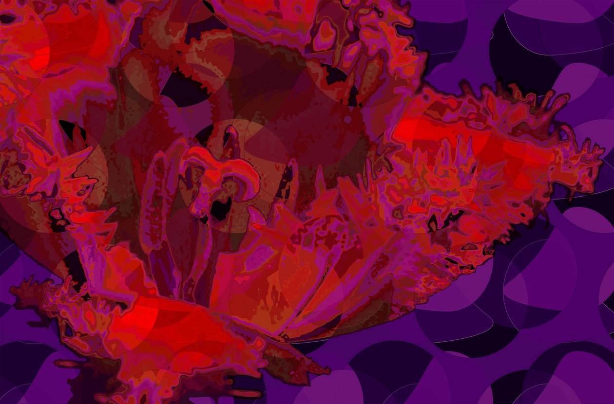 Tulipe rouge - Scott J. Davis