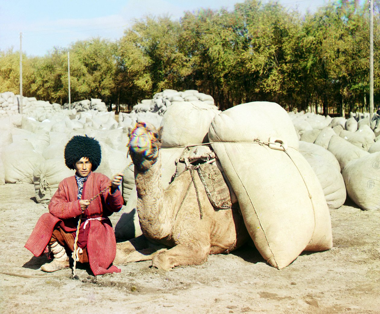 Homme turkmène posant avec un chameau chargé de sacs de coton, Asie centrale, Empire russe, entre 1905 et 1915 - Sergey Prokudin Gorsky