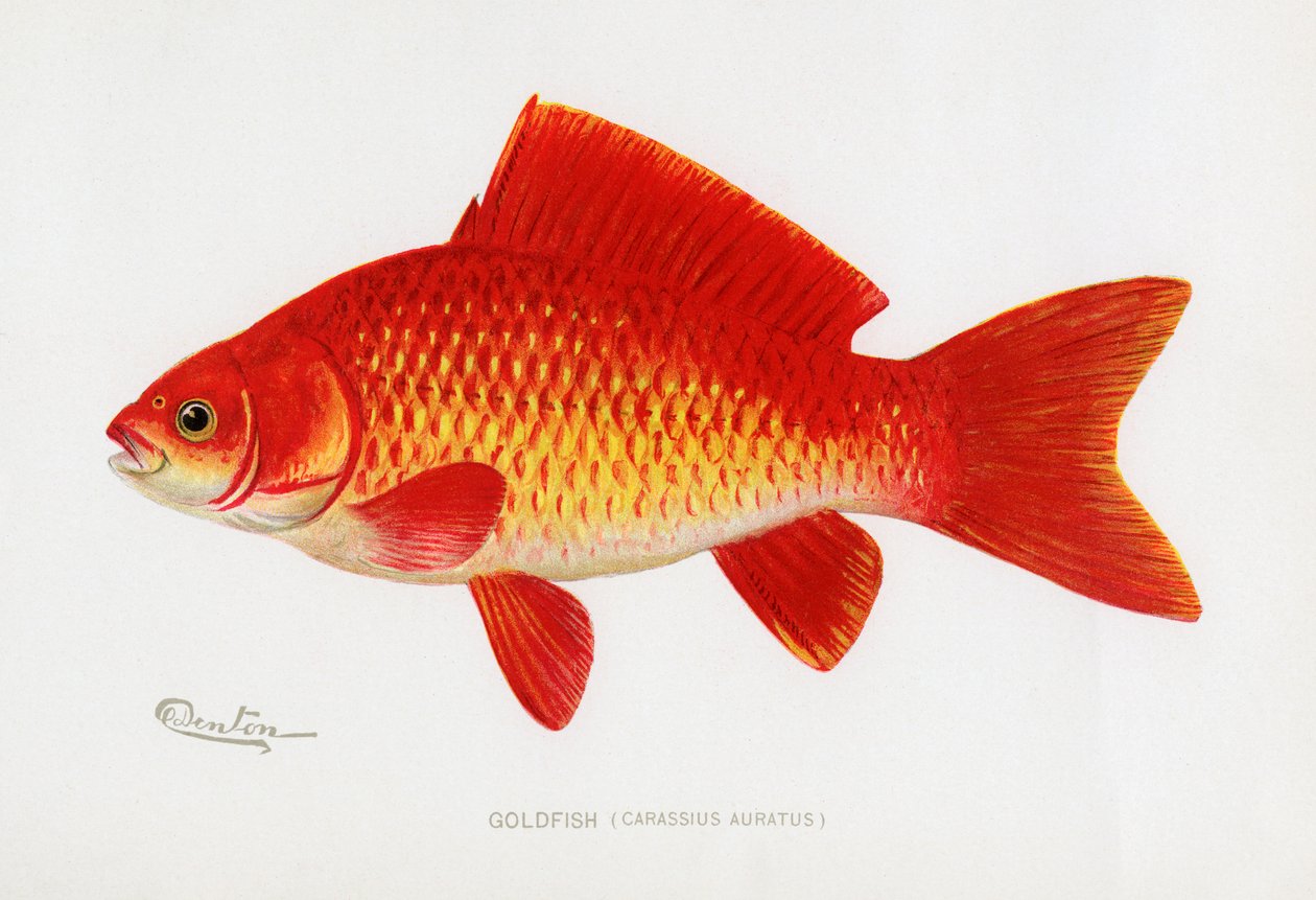 Poisson rouge (Carassius Auratus) - Sherman Foote Denton