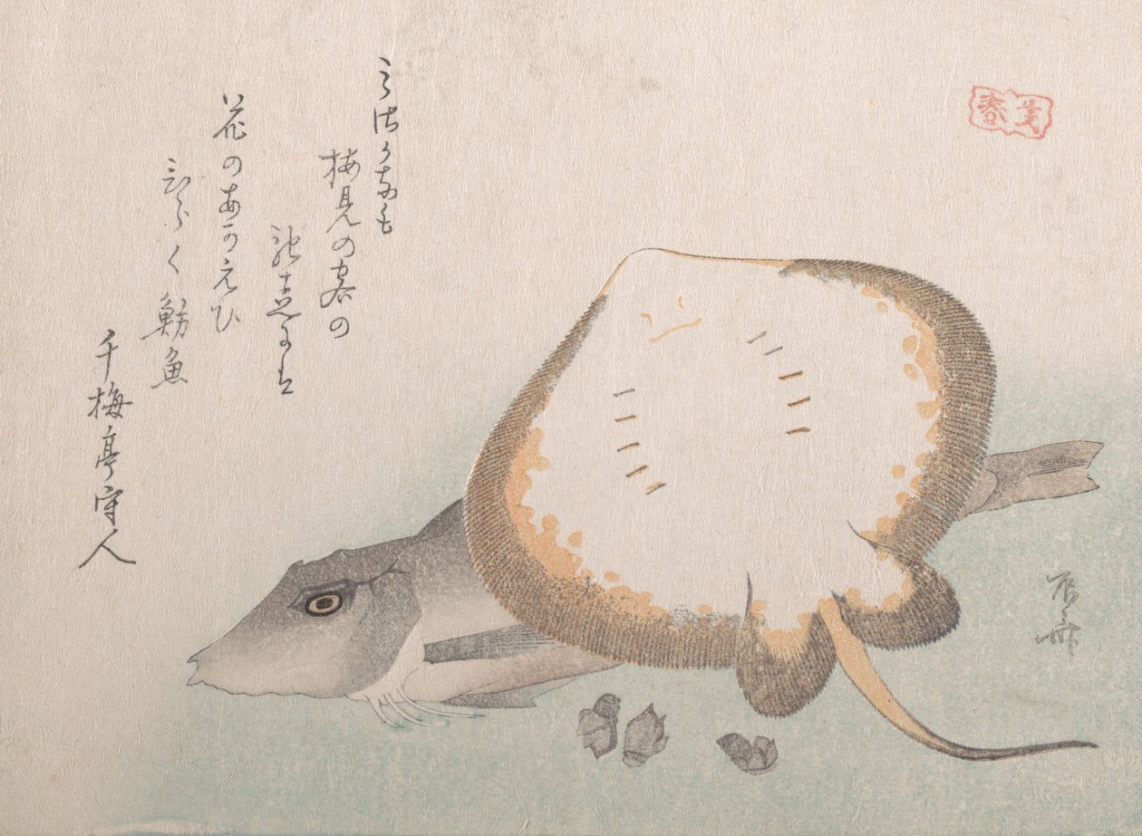 Raie et grondin - Shinsai