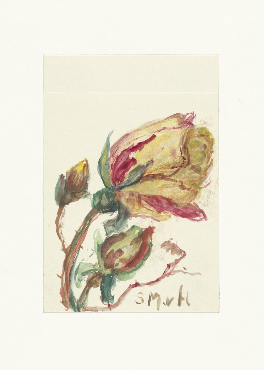 Rose - Sientje Mesdag van Houten