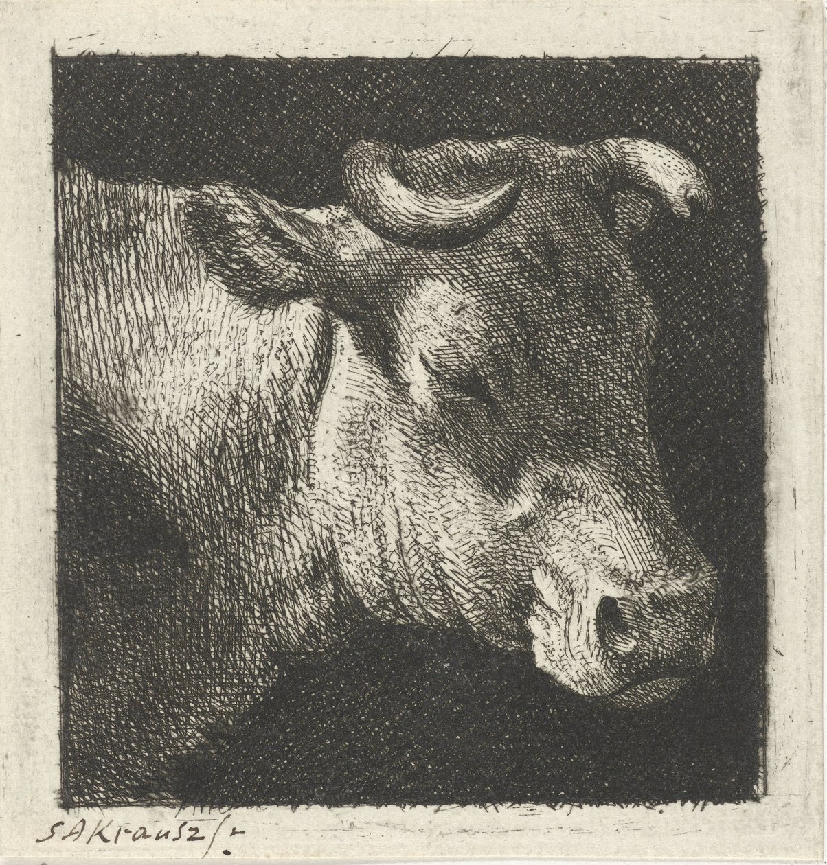 Tête de vache vers la droite - Simon Andreas Krausz