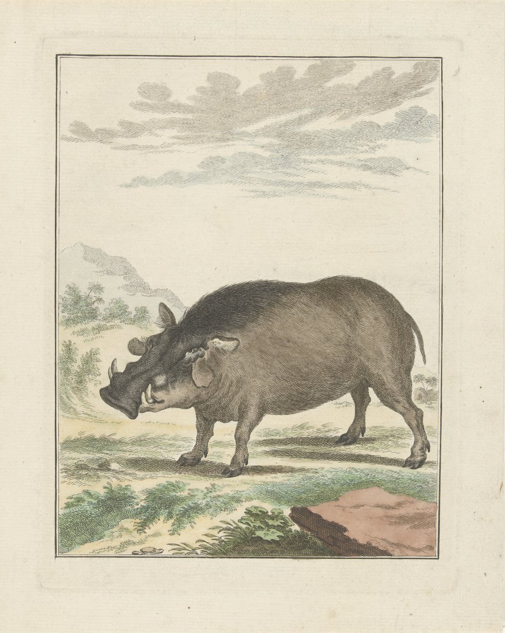 Sanglier africain - Simon Fokke