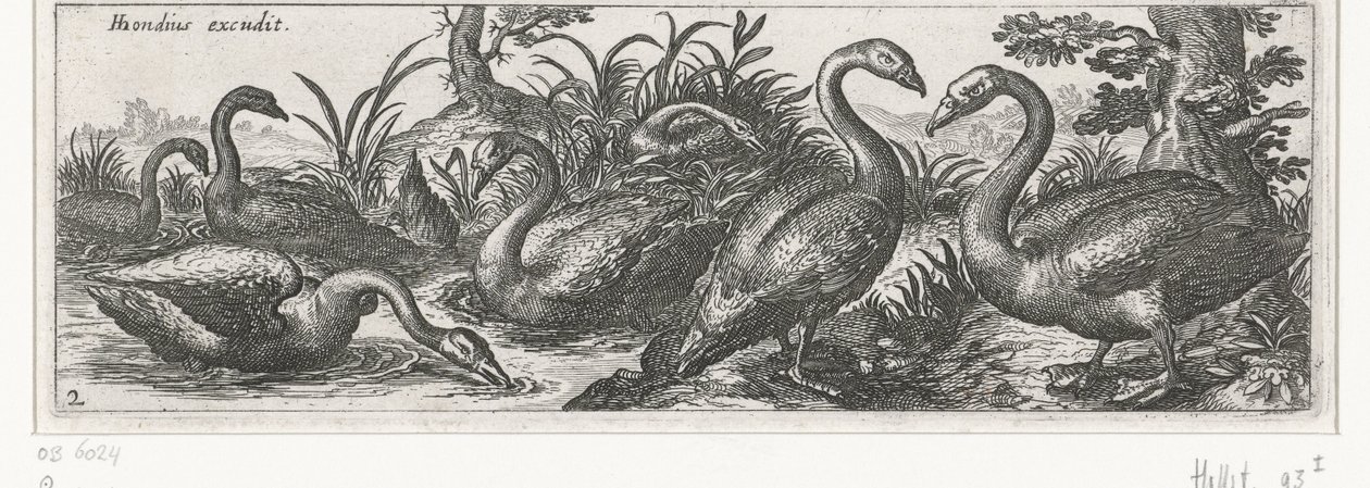 Cygnes - Simon Frisius