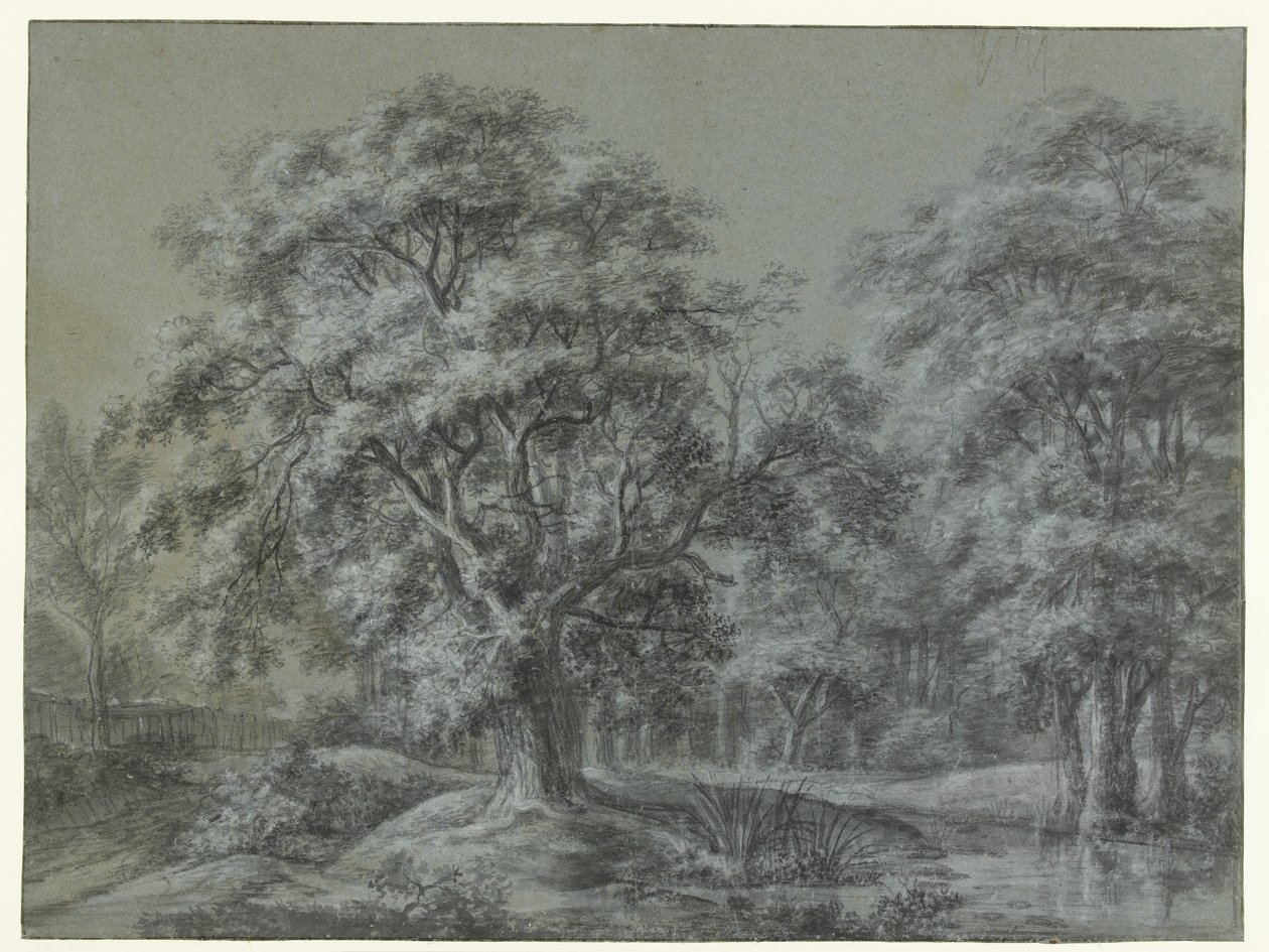 Paysage forestier avec de l
