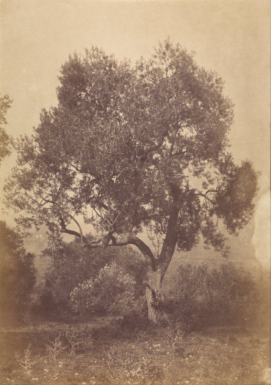 Chêne - Sir Coutts Lindsay