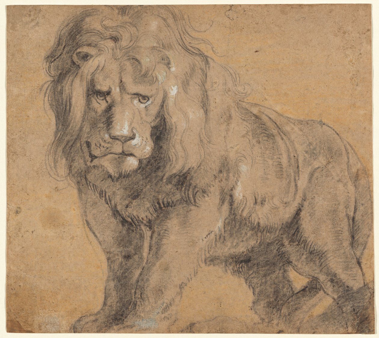 Lion - Sir Peter Paul Rubens