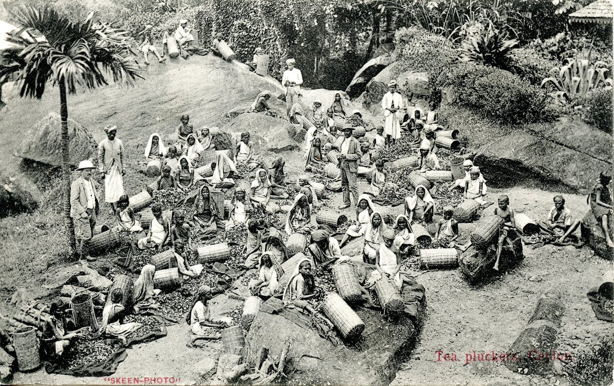Cueilleurs de thé, Ceylan, vers 1900-1930 - Skeen and Co.