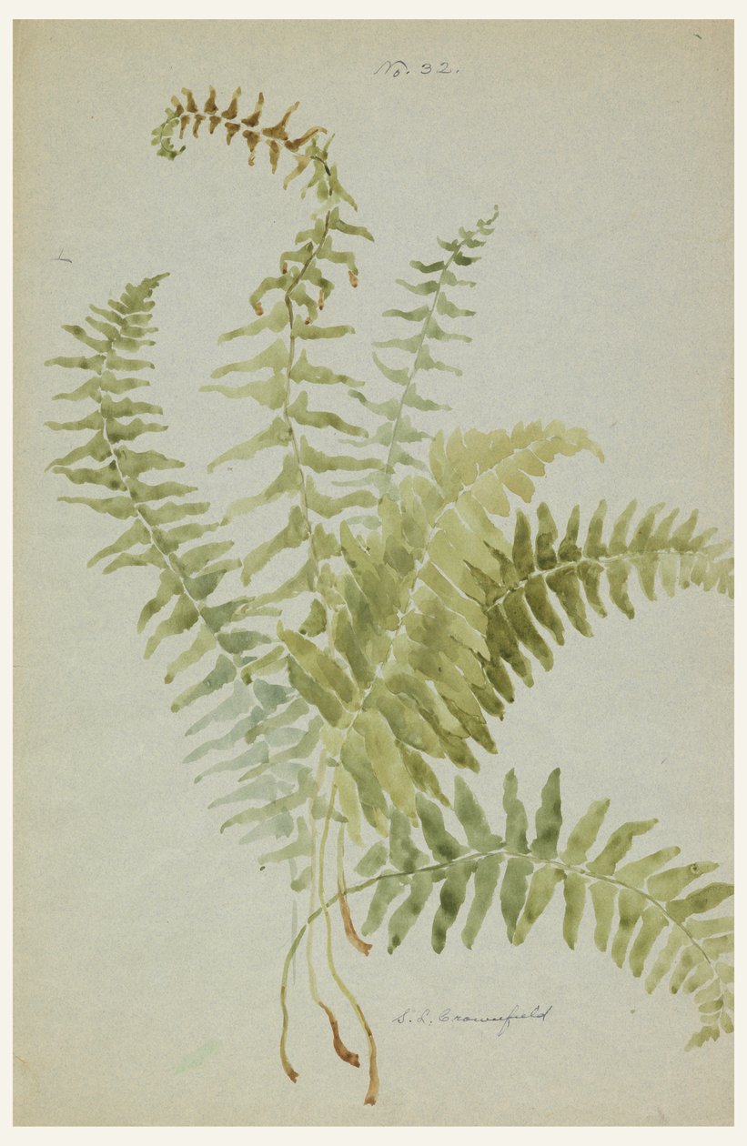 Dessin, Études de fougères, début du 20e siècle - Sophia L. Crownfield