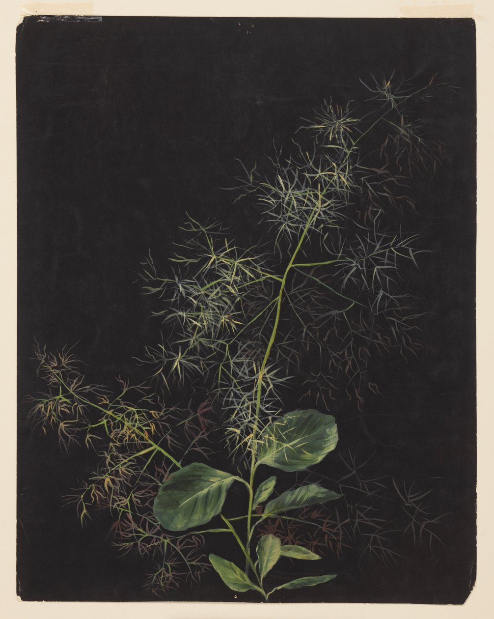 Étude de plante, possiblement des cheveux touffus - Sophia L. Crownfield