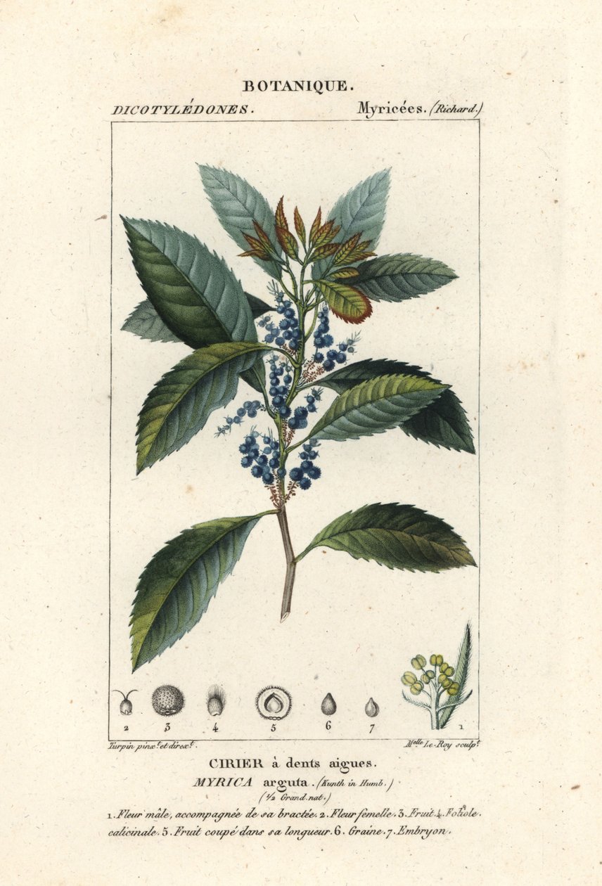 Arbousier, Morella pubescens - Stanghi Stanghi