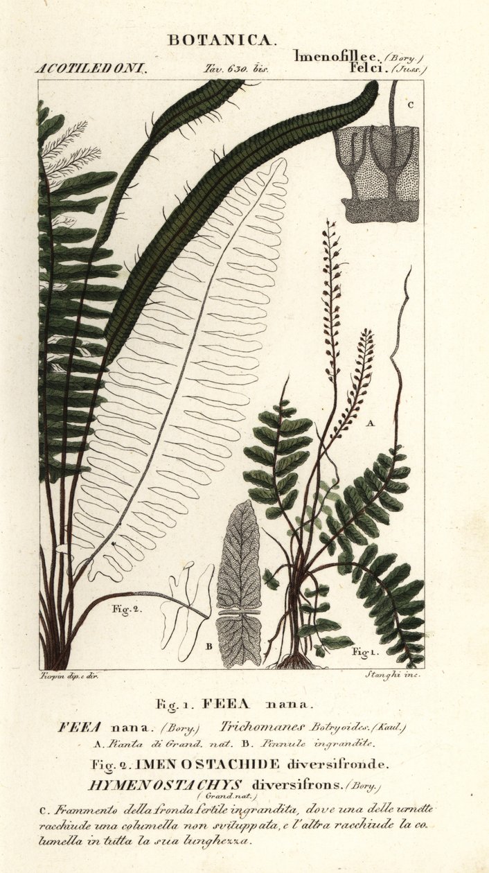Fougère à soies, Trichomanes botryoides - Stanghi Stanghi