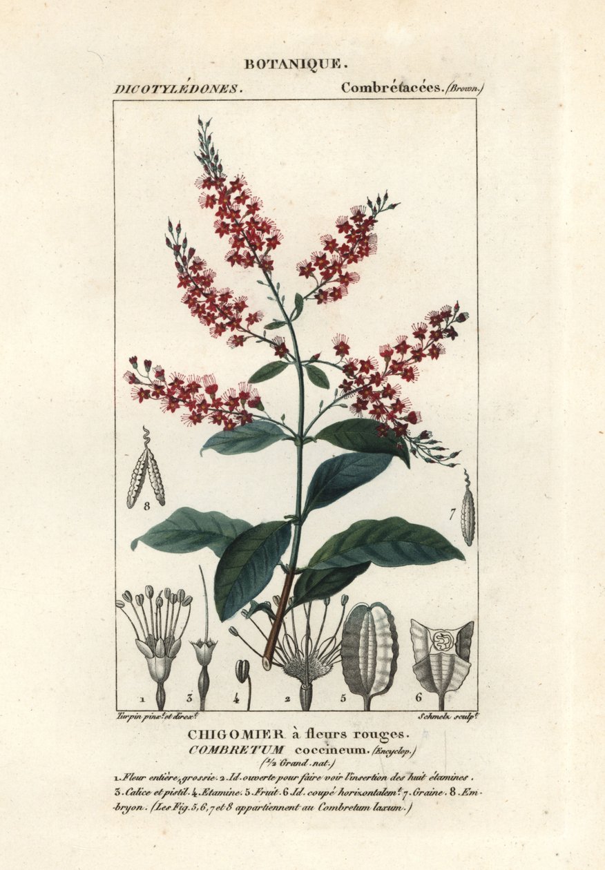 Combretum coccineum - Stanghi Stanghi