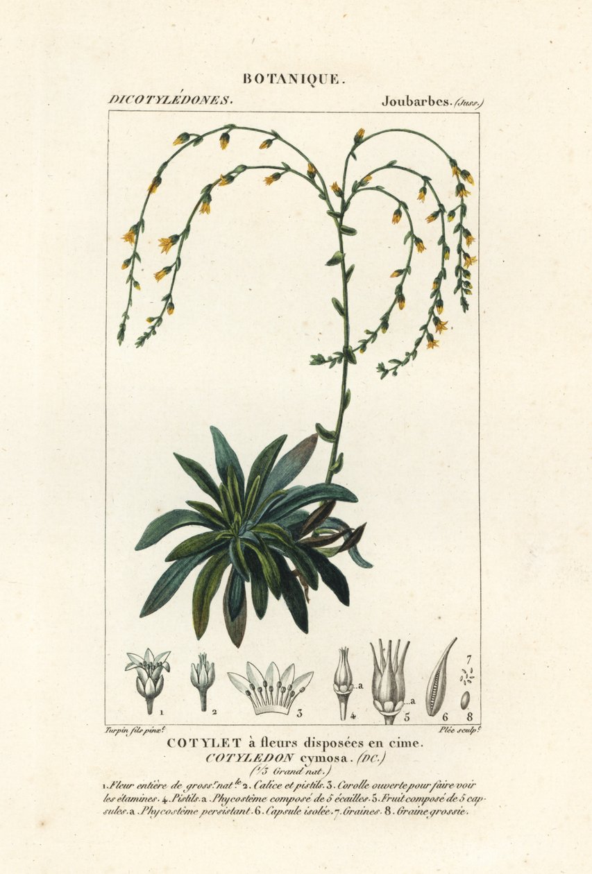 Dudleya cymosa - Stanghi Stanghi