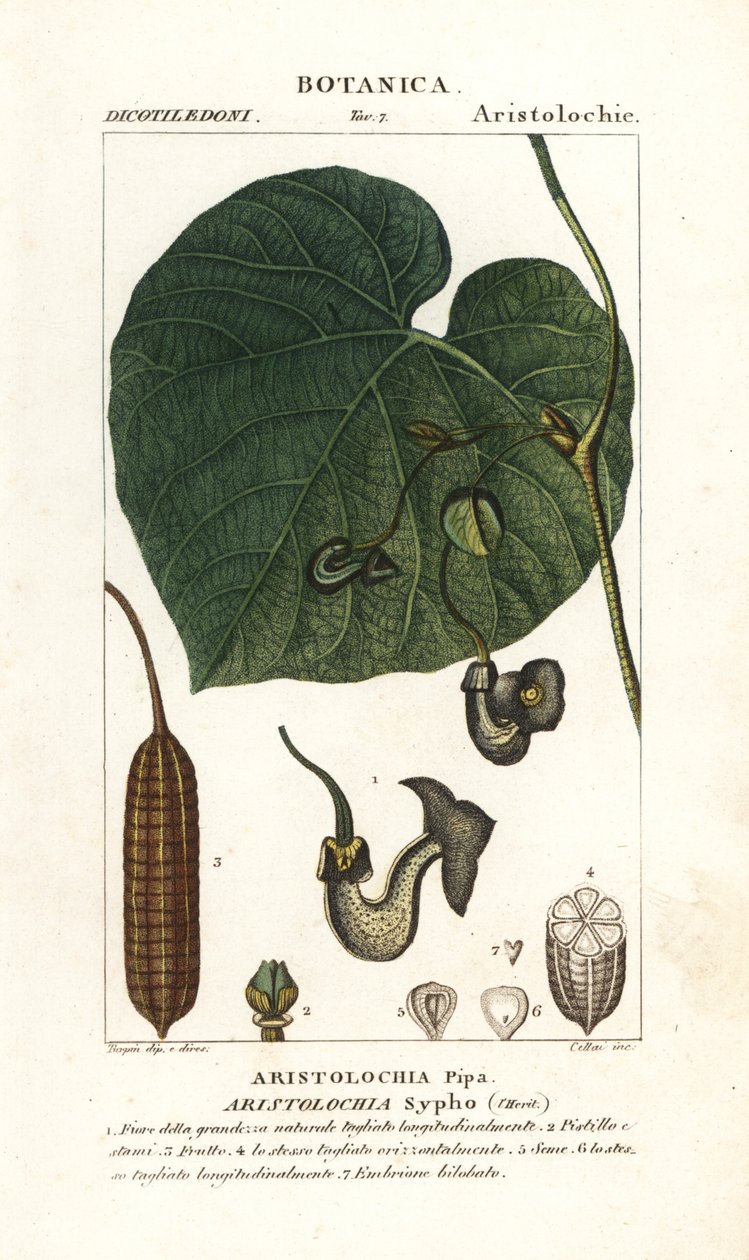 Aristoloche siphon, Aristolochia macrophylla - Stanghi Stanghi