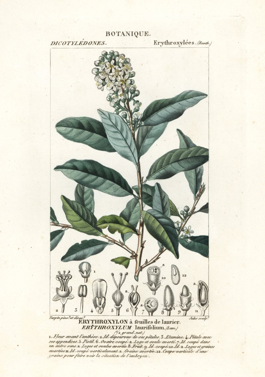 Erythroxylum laurifolium - Stanghi Stanghi