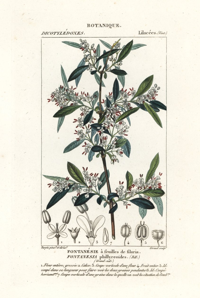 Fontanesia phillyreoides - Stanghi Stanghi