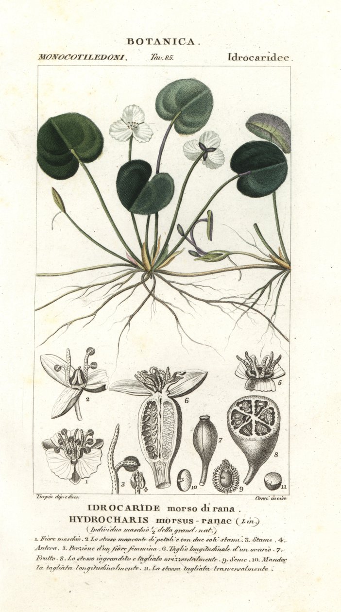 Grenouillette, Hydrocharis morsus-ranae - Stanghi Stanghi