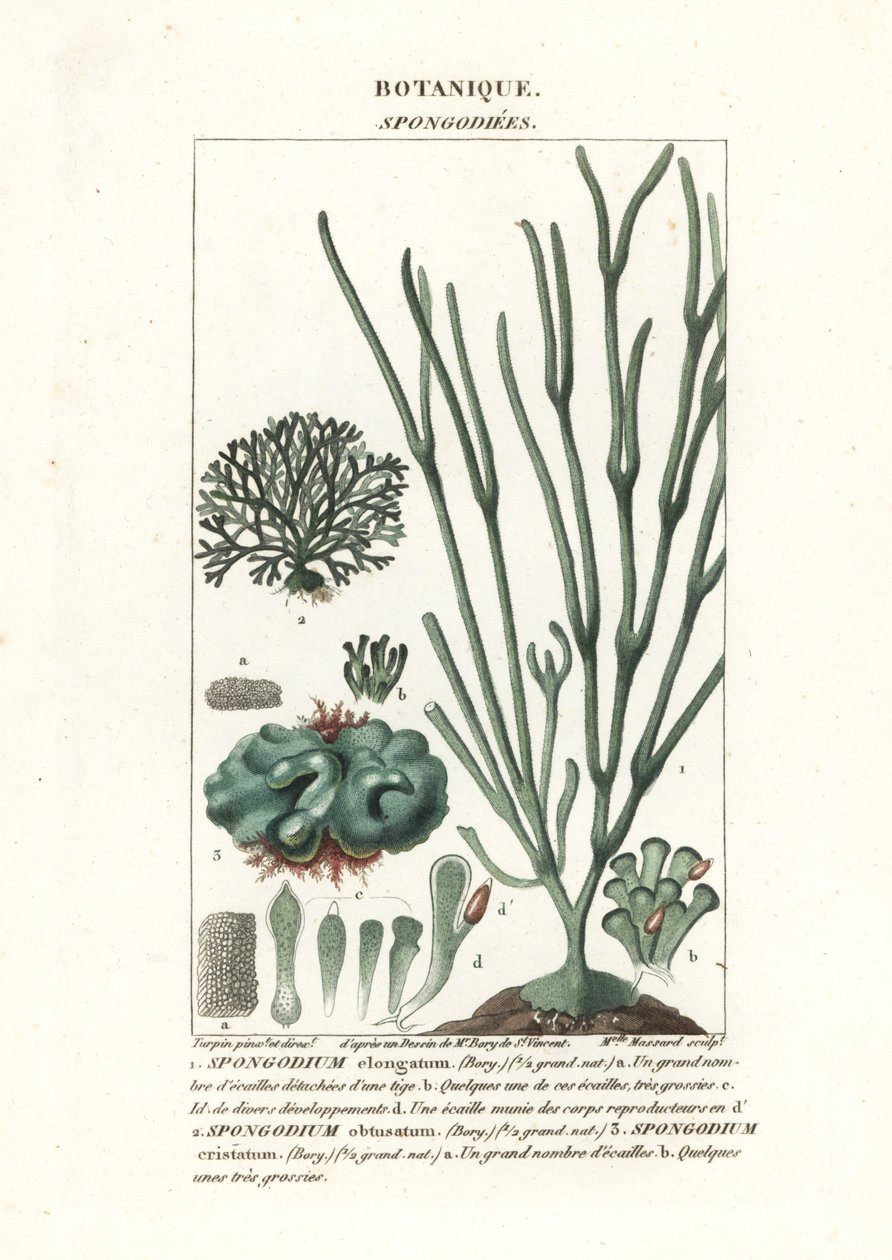Algues vertes Spongodium - Stanghi Stanghi