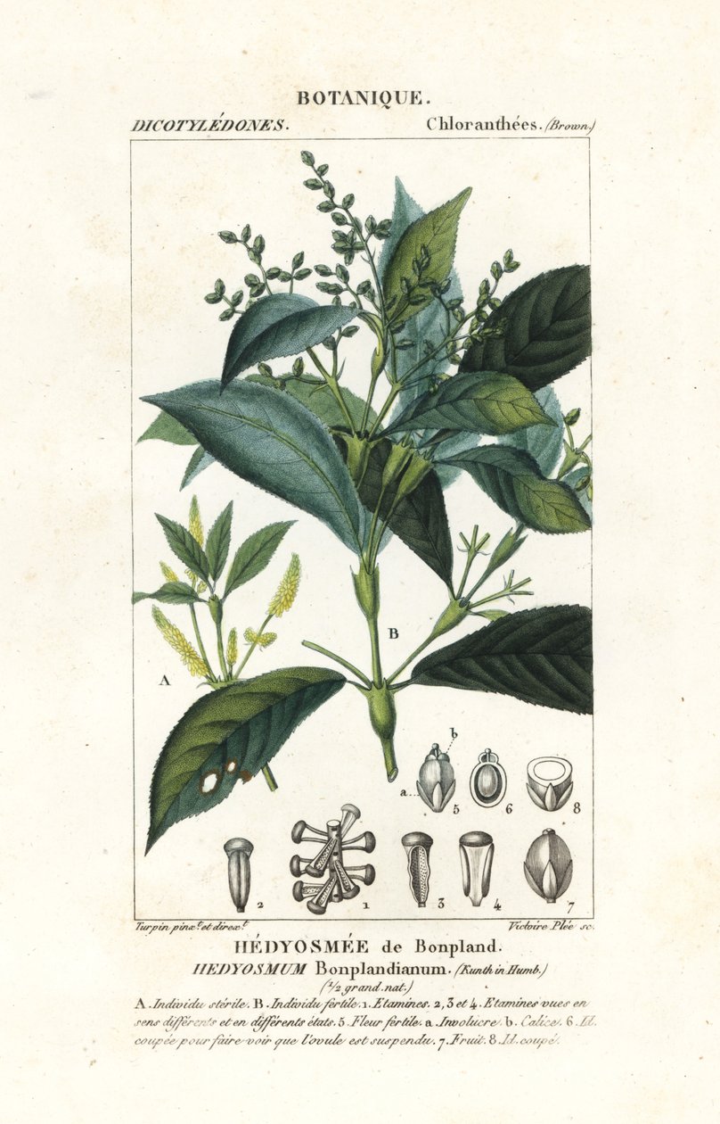 Hedyosmum bonplandianum, Kunth - Stanghi Stanghi