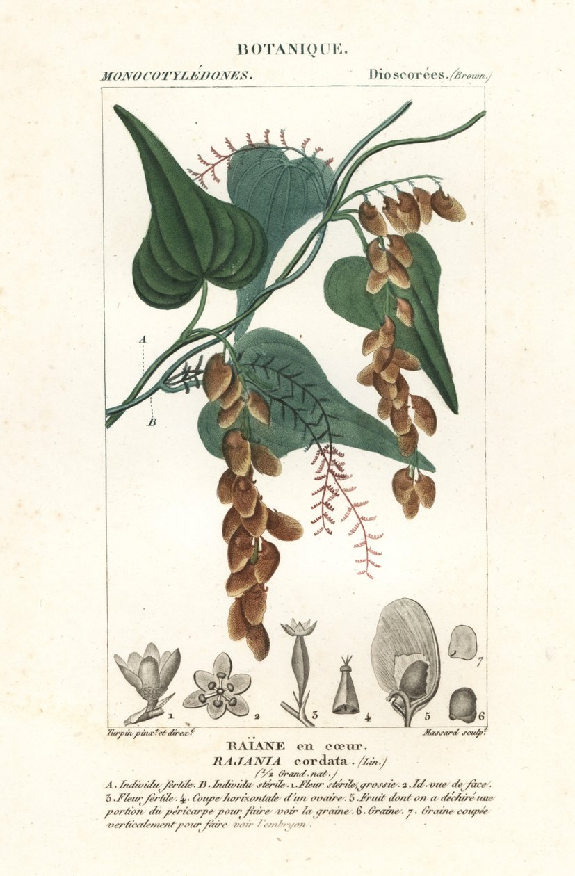 Arbre Himber, Rajania cordata - Stanghi Stanghi