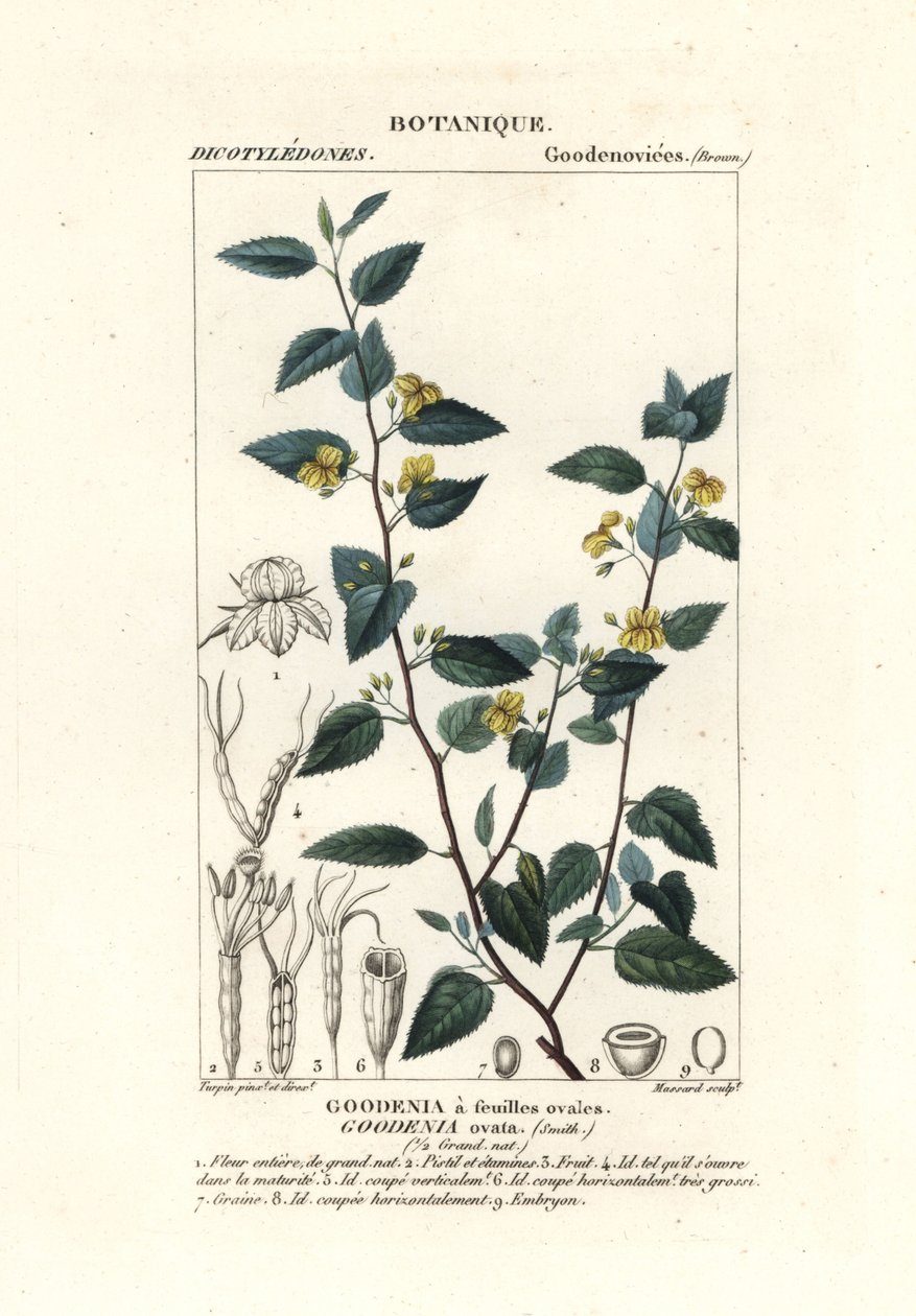 Goodenia ovata - Stanghi Stanghi