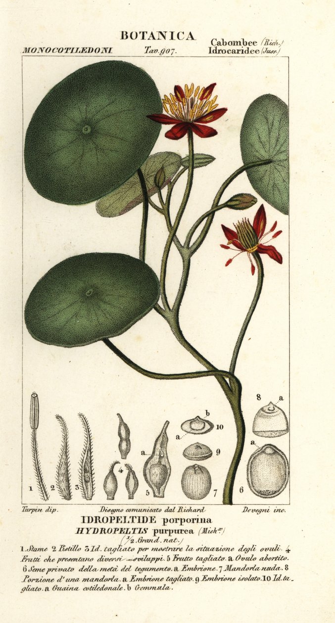 Junsai, Brasenia schreberi - Stanghi Stanghi
