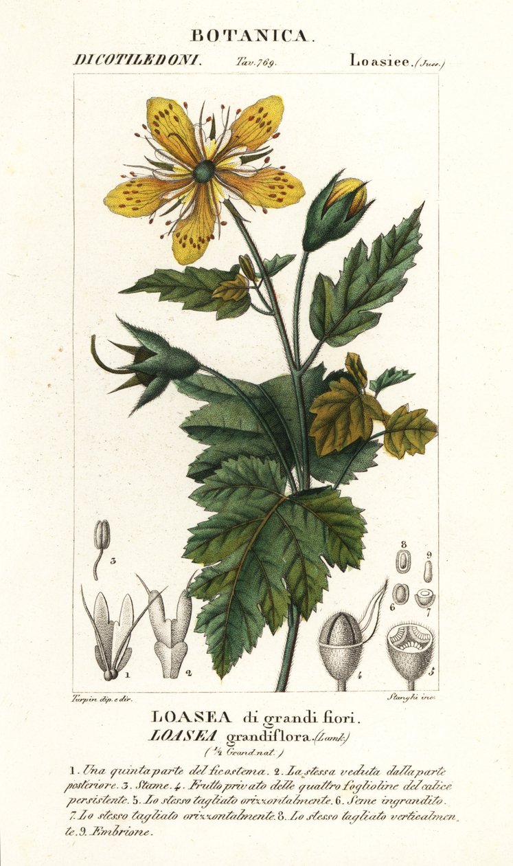Loasea grandiflora - Stanghi Stanghi